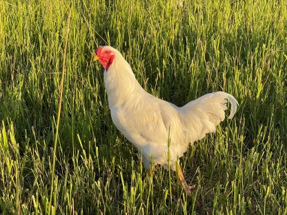 White Chantecler