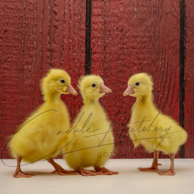 White Chinese Geese - Image 3