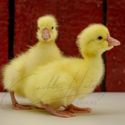 White Chinese Geese - Image 3
