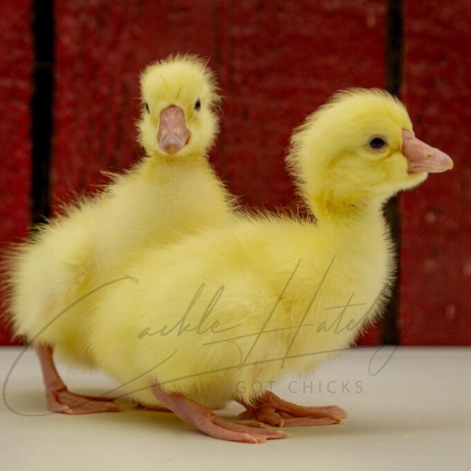 White Chinese Geese