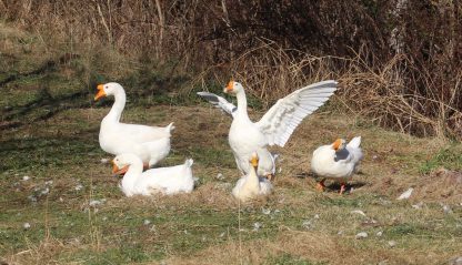 White Chinese Geese Credit Carol Hoffman