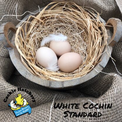White Cochin Eggs