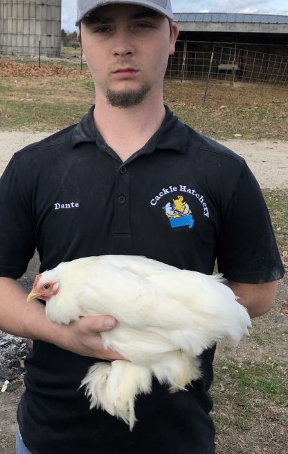 White Cochin Bantam Chicken