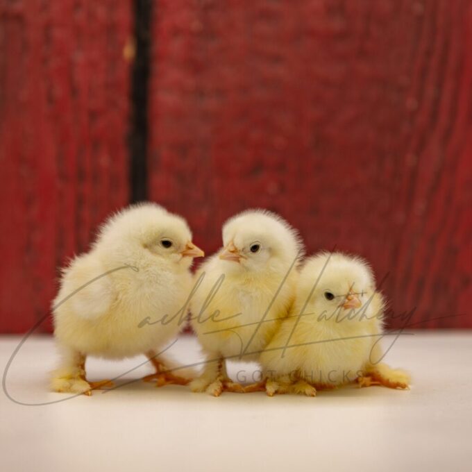 White Cochin Bantam - Image 3