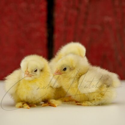 White Cochin Bantam - Image 3