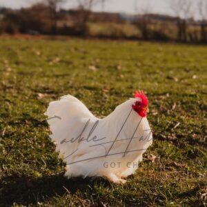 White Cochin Bantam