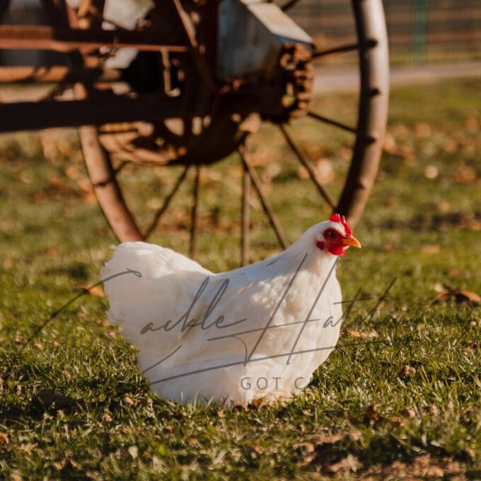 White Cochin Bantam - Image 2