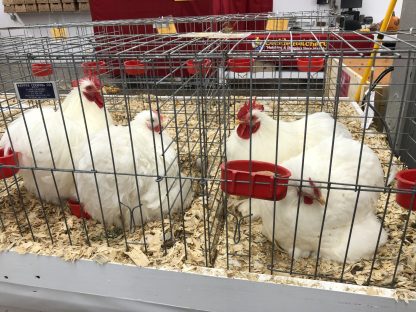 White Cochin bantams