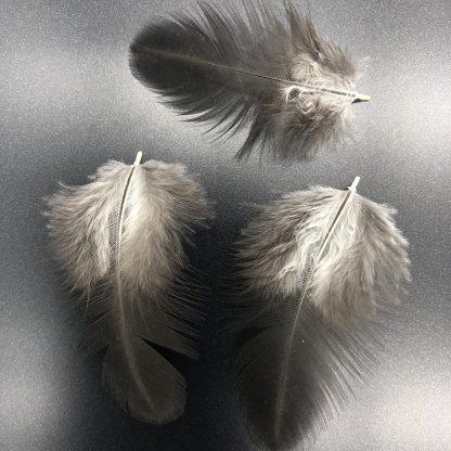 White Crested Black Polish feathers