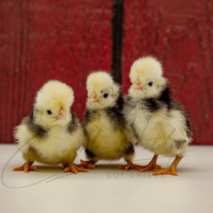 White Crested Black Polish Chicken - Image 3