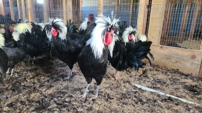 White Crested Polish Chicken