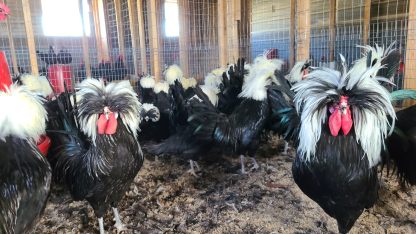 White Crested Polish Chicken