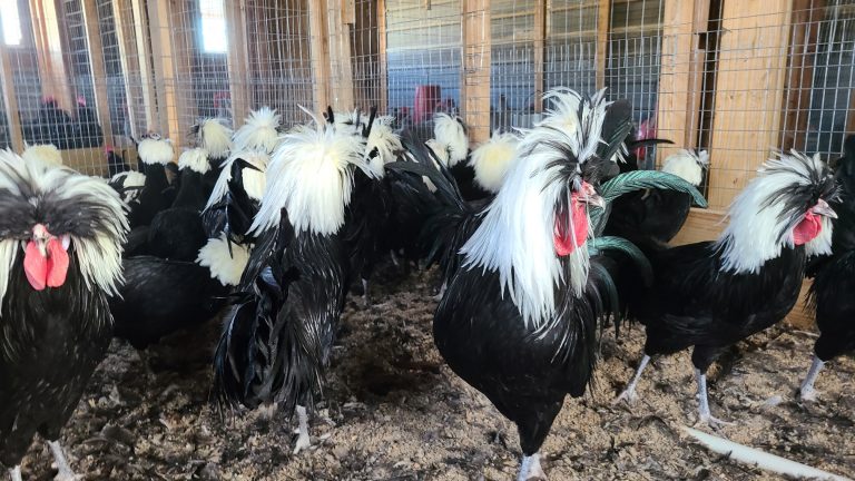 White Crested Polish Chickens