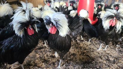 White Crested Polish Chickens