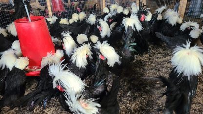 White Crested Polish Chickens