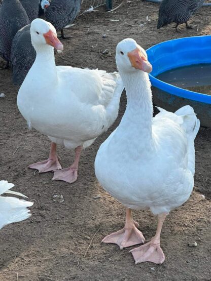 White Embden Geese