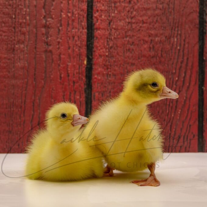 White Embden Geese - Image 3