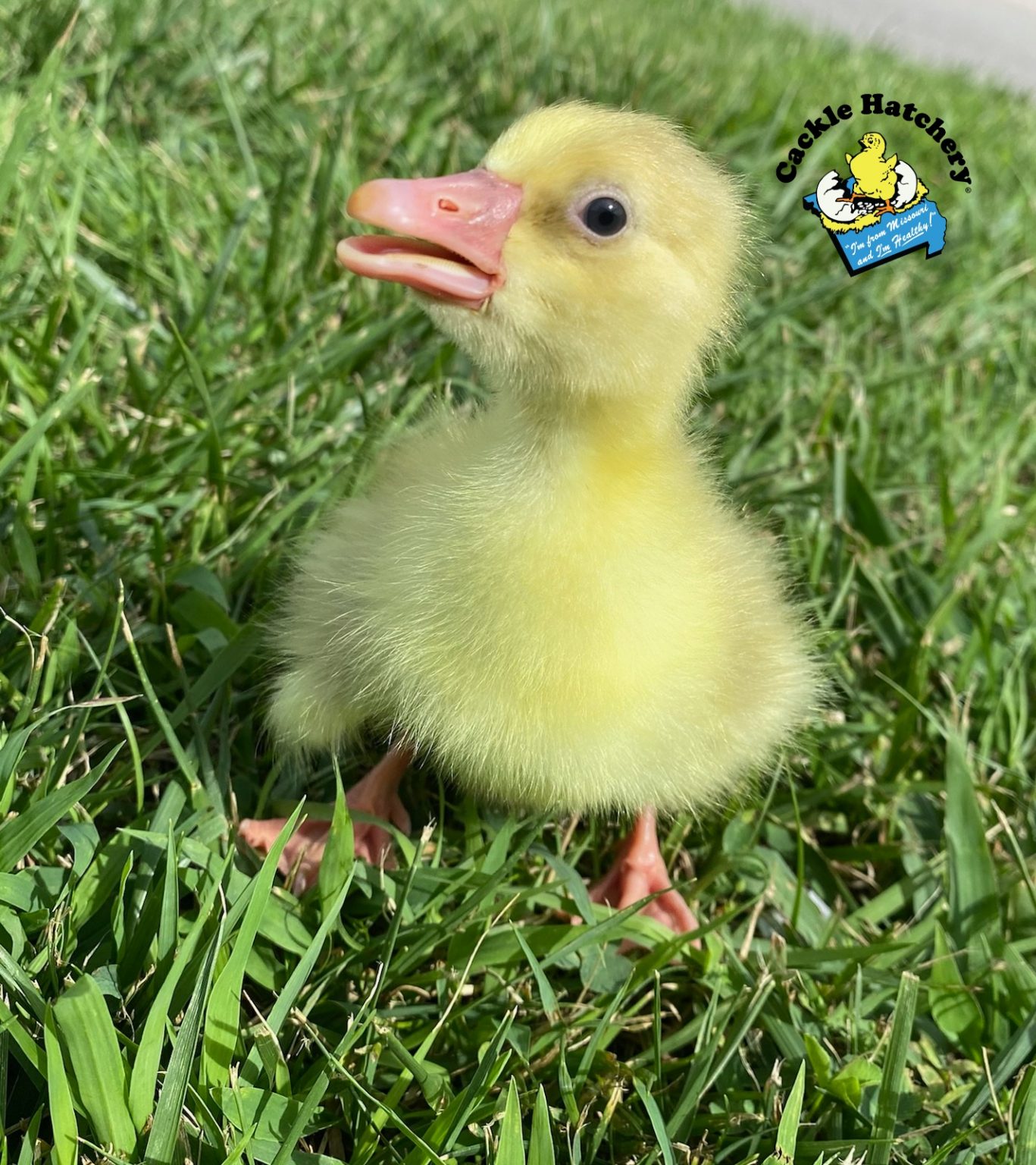 White Embden Geese Baby Gosling for Sale Cackle Hatchery®