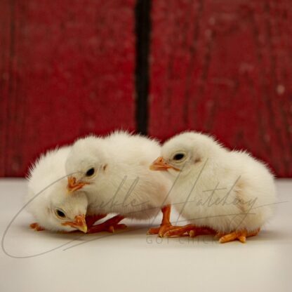 White African Guinea - Image 3