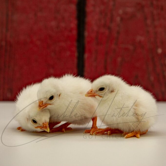White Guinea Chicks