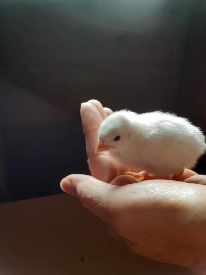 White Guinea