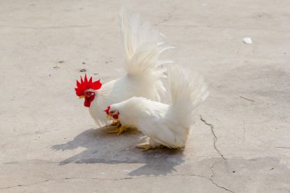 White Japanese Bantam