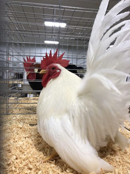 White Japanese Bantam