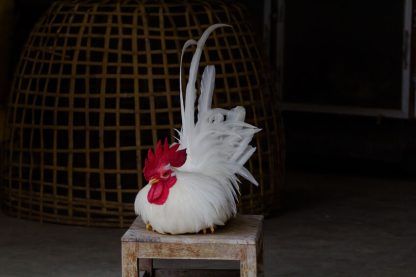 White Japanese Bantam