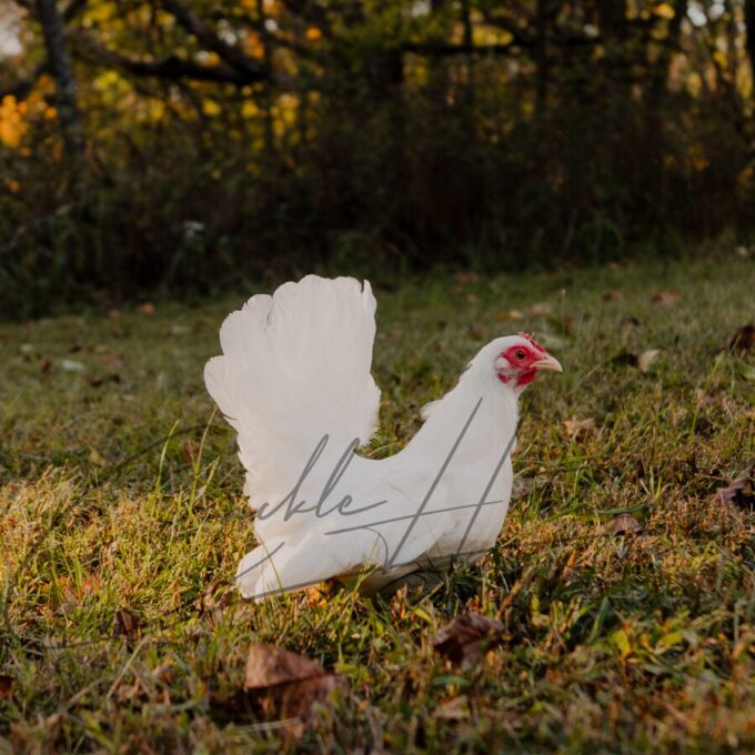 White Japanese Bantam - Image 2