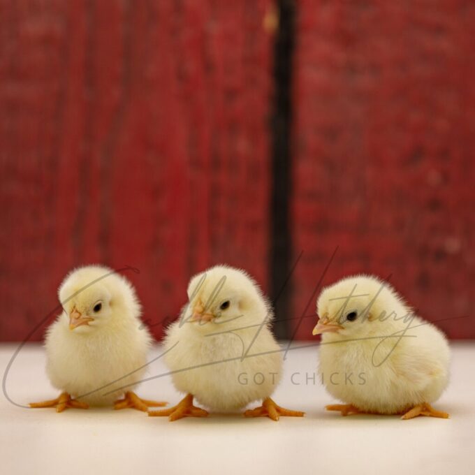 White Japanese Bantam - Image 3