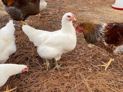 White Jersey Giant Chicken