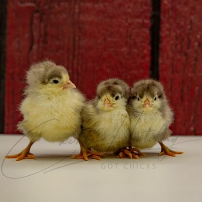 White Jersey Giant Chicken - Image 3