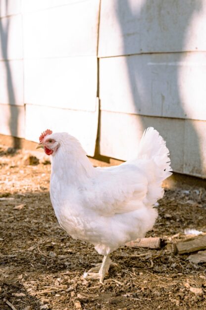 White Jersey Giant Hen