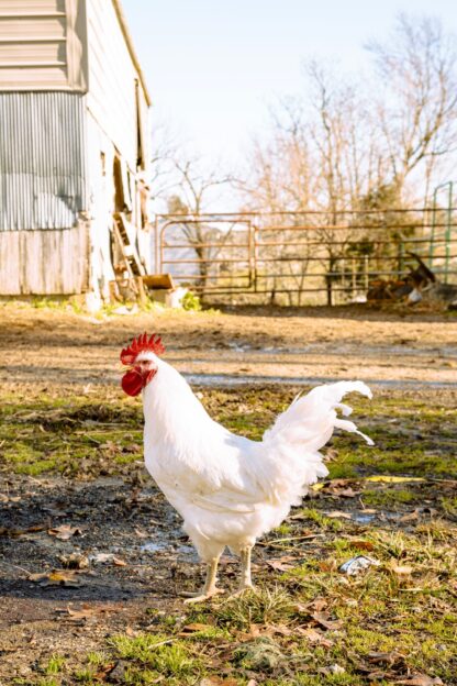 White Jersey Giant Rooster