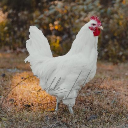 White Jersey Giant Chicken