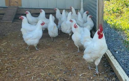 White Jersey Giant Chickens - Baby Chicks for Sale