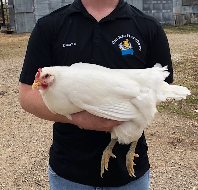 White Jersey Giant Chickens - Baby Chicks for Sale