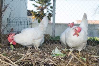 White Leghorn