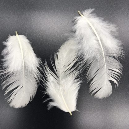 White Leghorn feathers