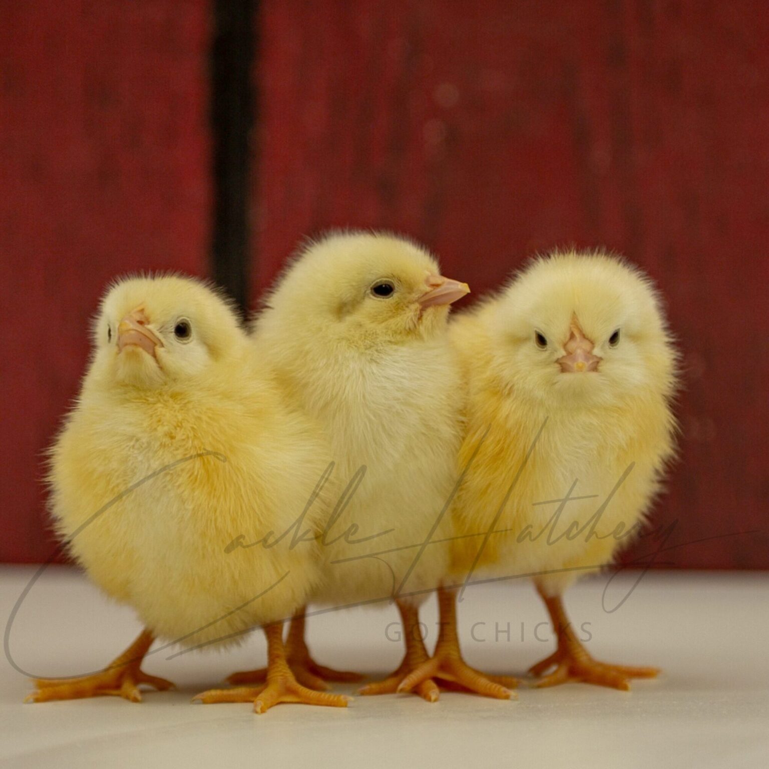 white-leghorn-chickens-baby-chicks-for-sale-cackle-hatchery