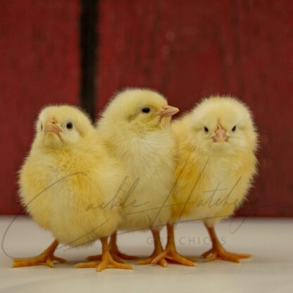White Leghorn Chicken - Image 3