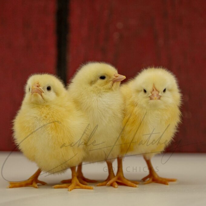 White Leghorn Chicks