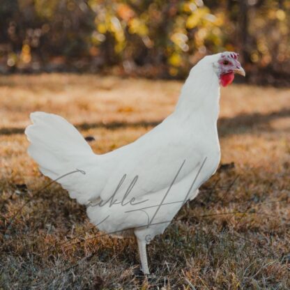 White Leghorn Chicken - Image 2