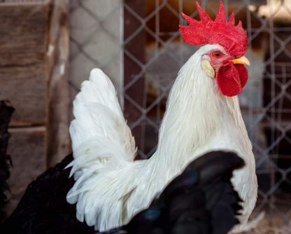 White Leghorn