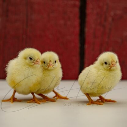 White Old English Game Bantam - Image 3