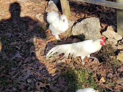 White Phoenix Bantam Chicken