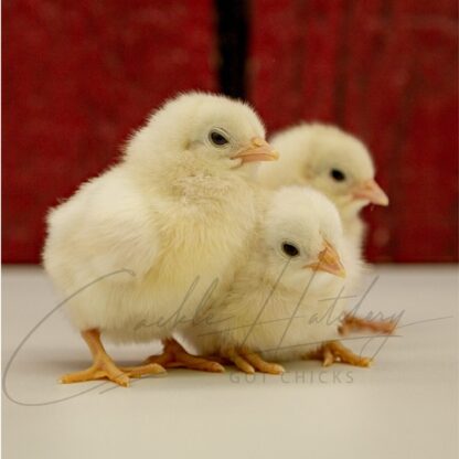 White Phoenix Bantam - Image 3