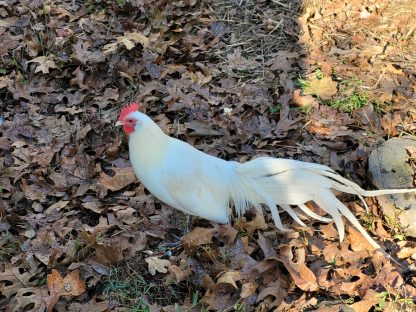 White Phoenix Bantam Chicken