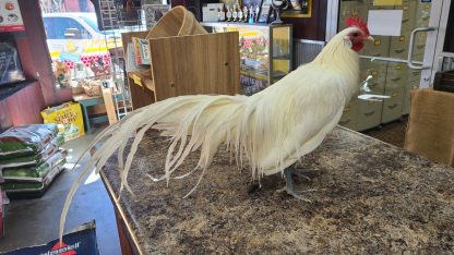 White Phoenix Bantam Chicken