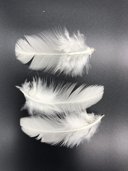 White Polish feathers